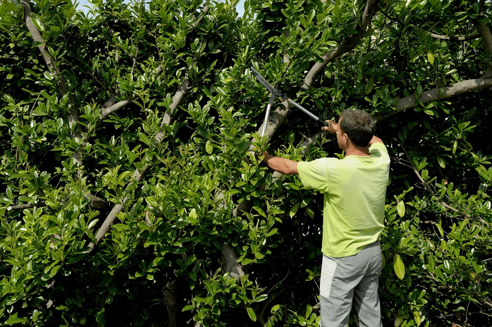 Bahco P51H-SL Extra Long Hedge Shears, Heavy Duty, Lightweight With Aluminium Handle - Image 14