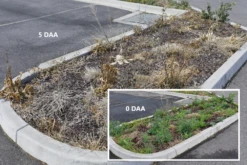 Weed Terminator & Soil Conditioner -Outdoor Garden Shop Open Spaces Before After 1 23656.1658712994