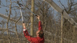 Bahco P280-SL-80 Professional 55mm Bypass Loppers With Long Lightweight Aluminium Handle -Outdoor Garden Shop P280 SL 80 Professional 55mm Bypass Loppers with Long Lightweight Aluminium Handle 5 25328.1707204881