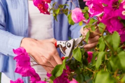 Felco 14 Secateurs -Outdoor Garden Shop felco 14 2 42744.1683527873