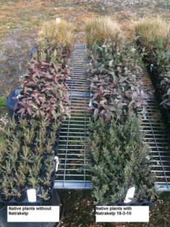 Natrakelp 18-3-10 7 Natrakelp 18-3-10 -Outdoor Garden Shop native 18 3 10 97906.1662942632