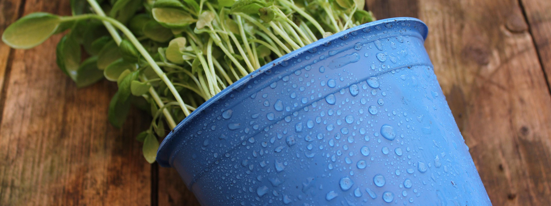 Outdoor Garden Shop 2 Outdoor Garden Shop -Outdoor Garden Shop plant 8234767 1920